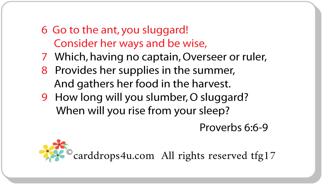 Copy the Ants